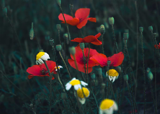 Flowers in Spain