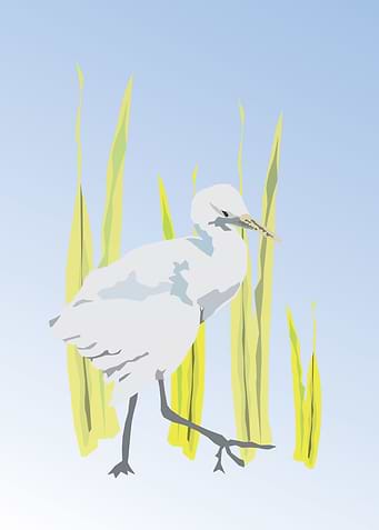 heron