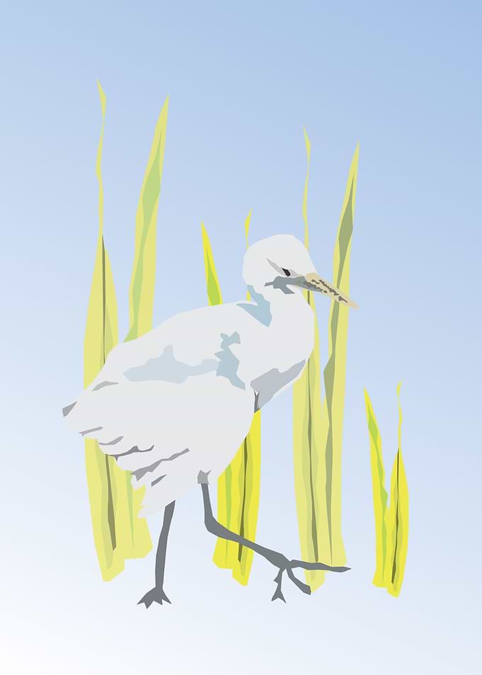 heron