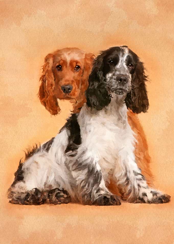 English Cocker Spaniel