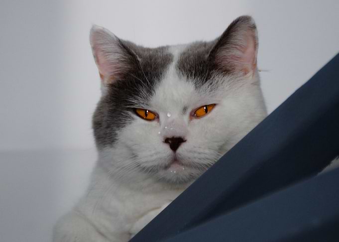 My name is Uzou