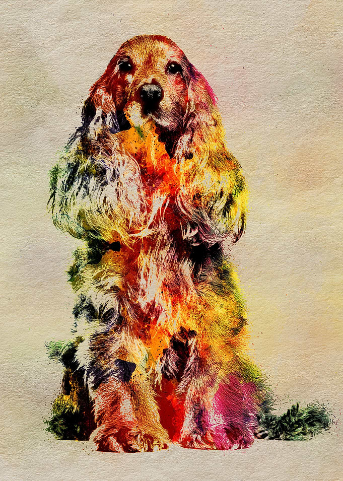 English Cocker Spaniel
