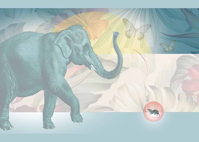 Elephant and Mouse