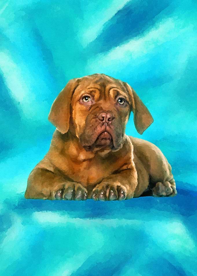 Dogue de Bordeaux Puppy