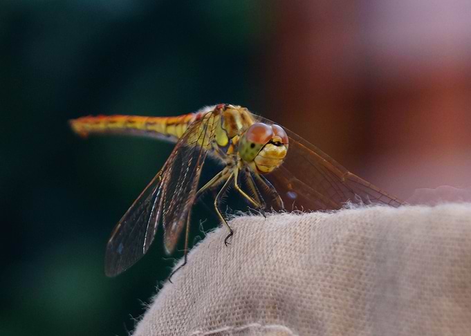 Dragonfly