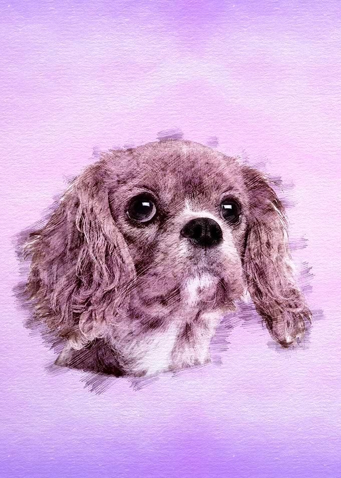 King Charles Spaniel