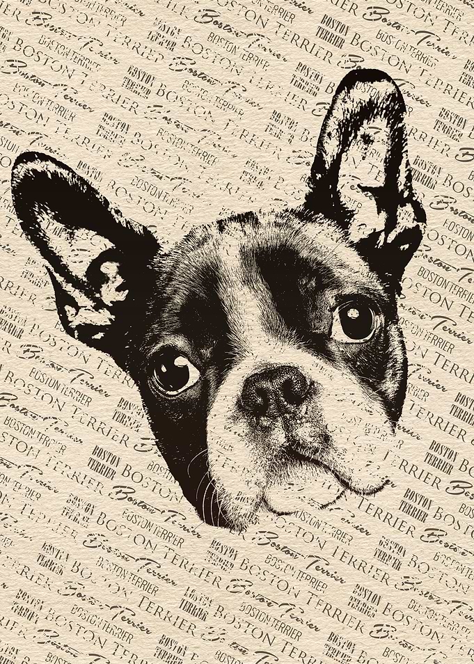Boston Terrier dog