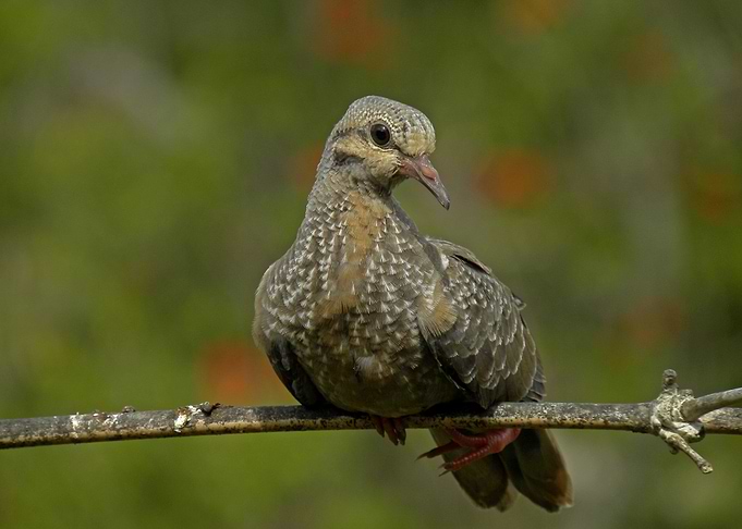 Eared Dove
