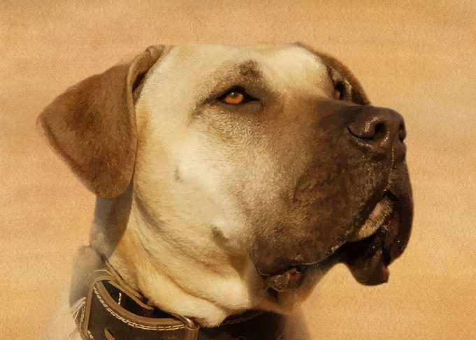 Perro de Presa Canario