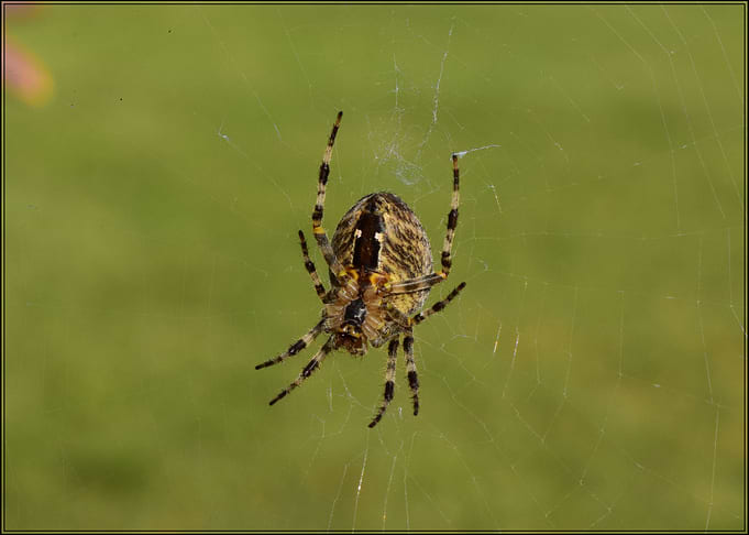 spider
