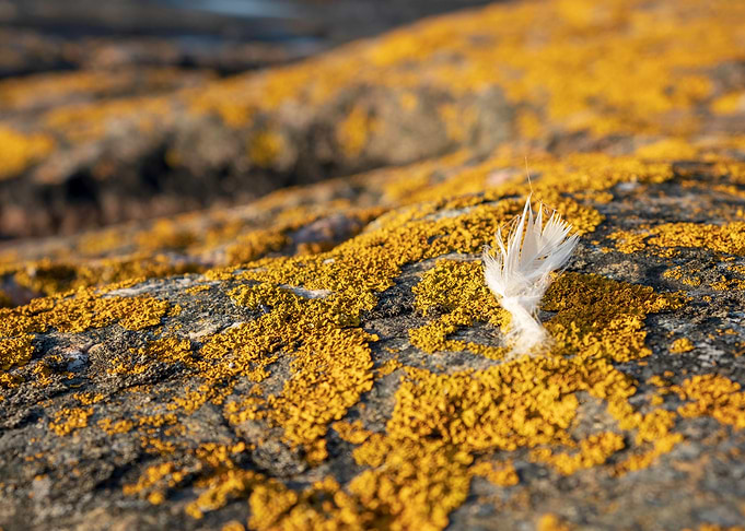 lichen and feather
