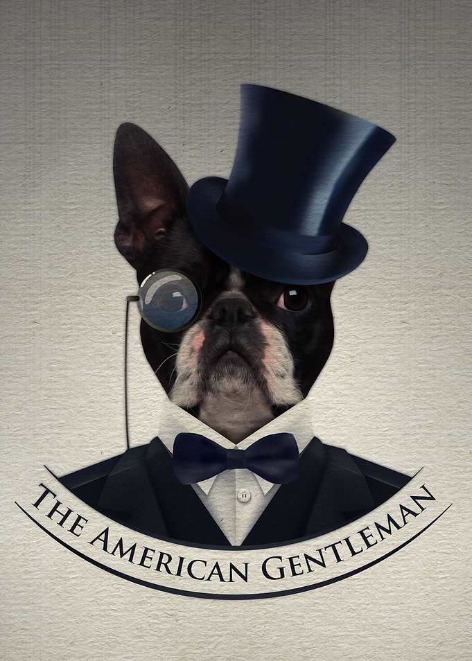 Boston Terrier dog