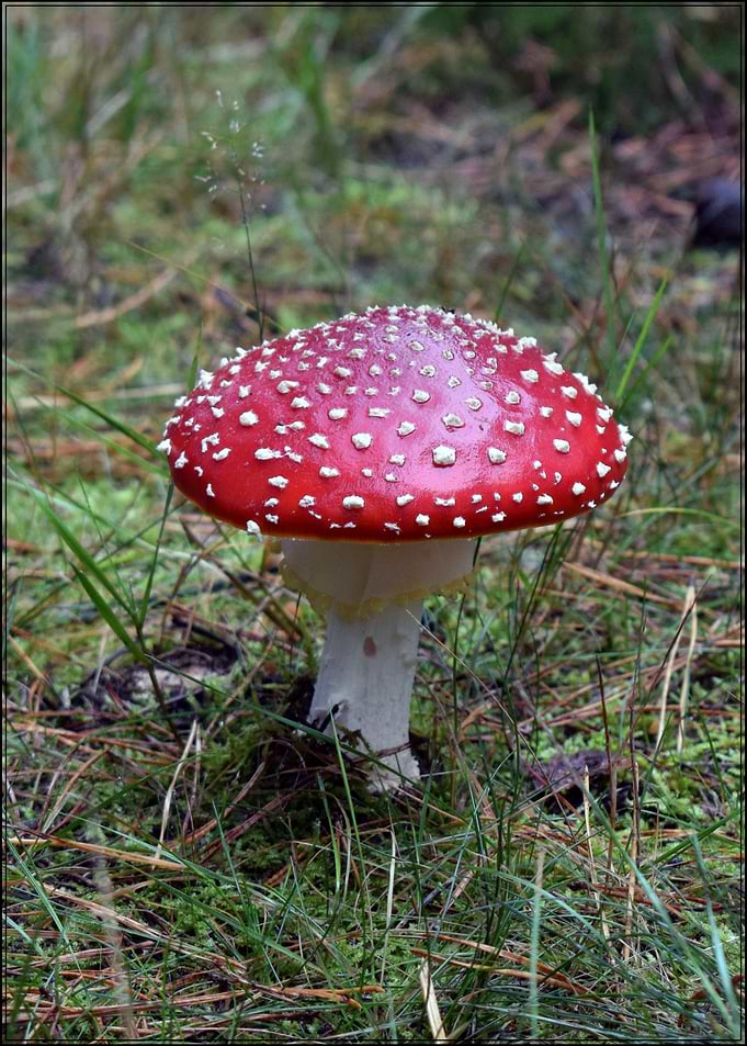 Amanita