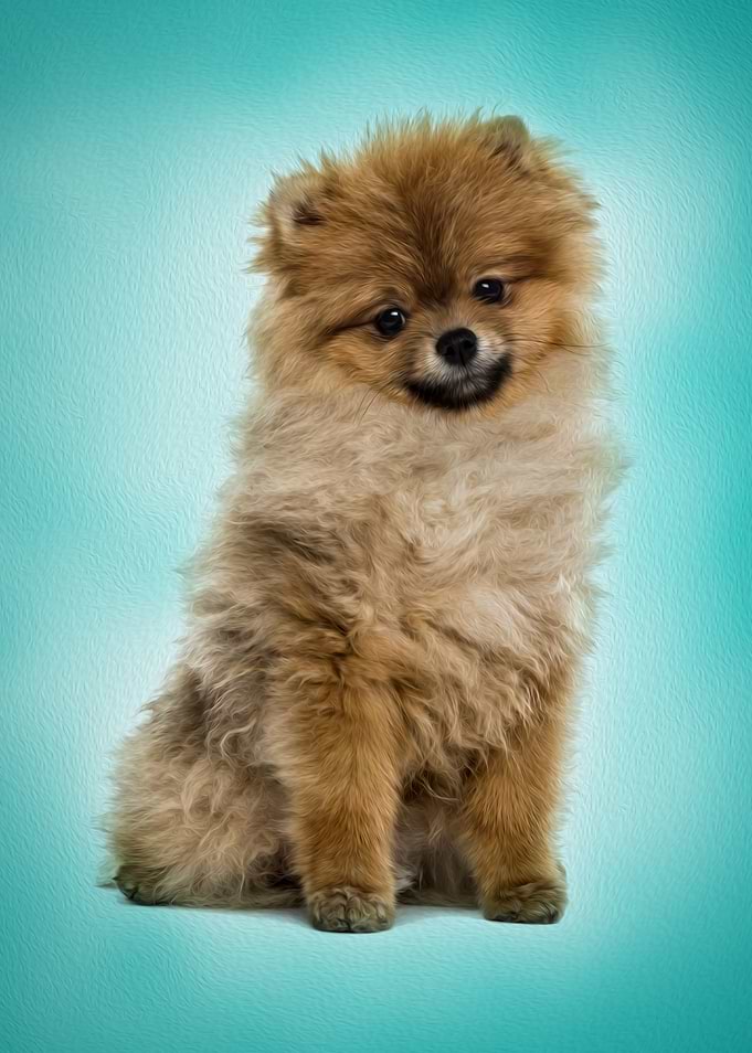 Cute Pomeranian