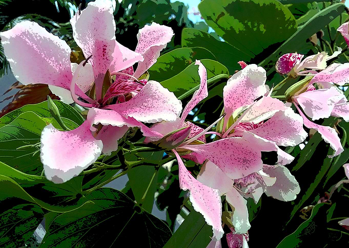 Patio Orchids