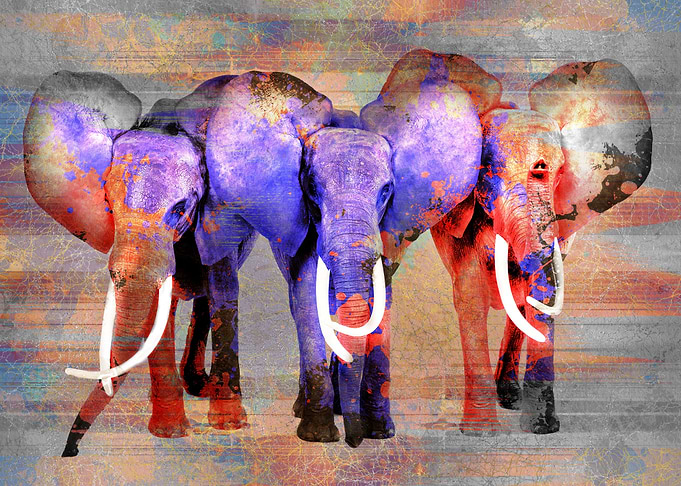 Elephants