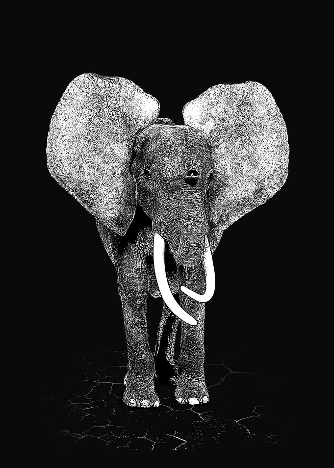 Black and white Elephant