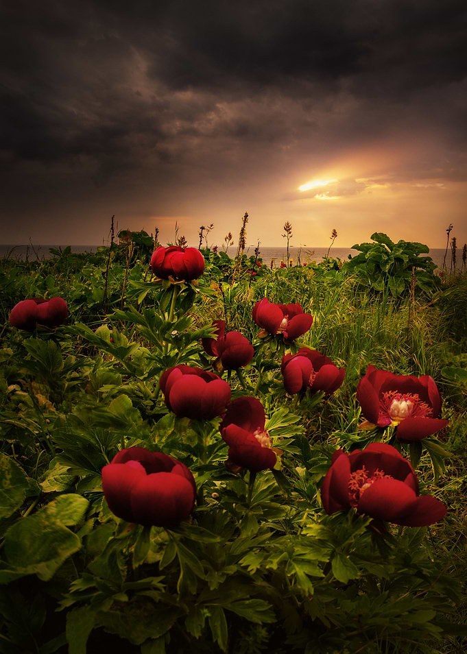 Wild Peonies at Sunrise
