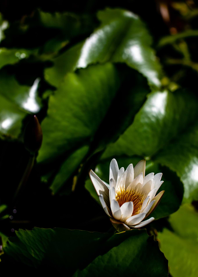 Lotus