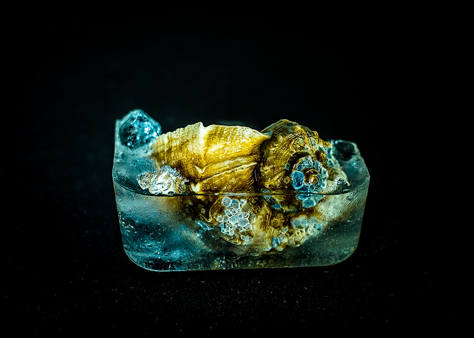 Frozen Seasnail