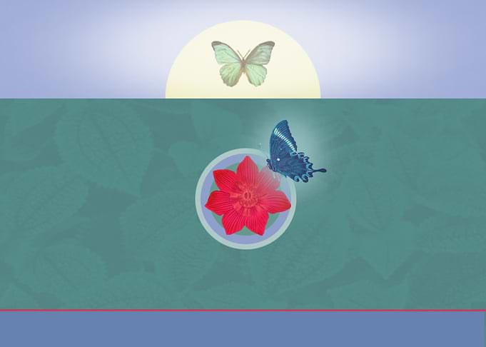Butterflies & Red Flower