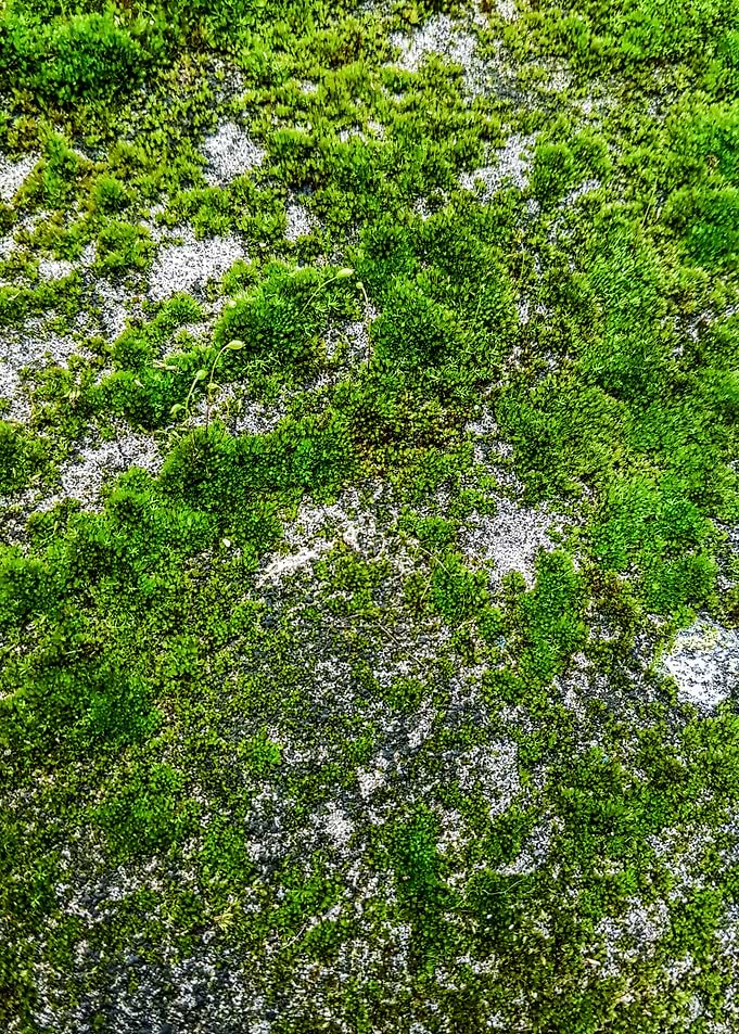 Moss Forest