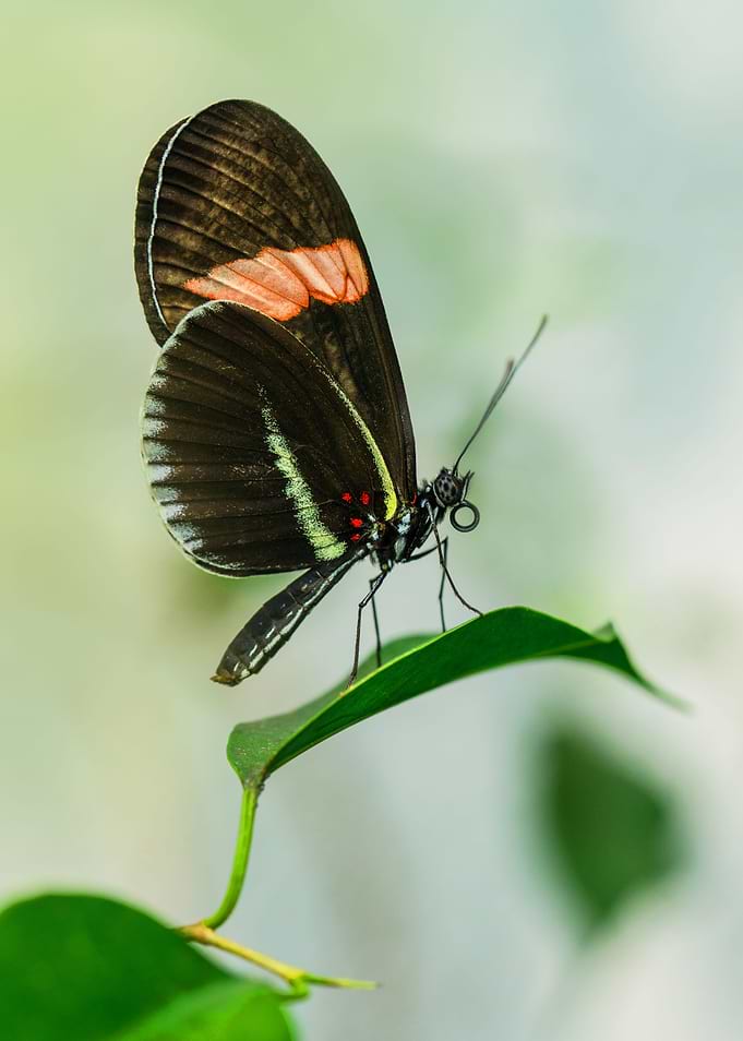 Black and red butterfly