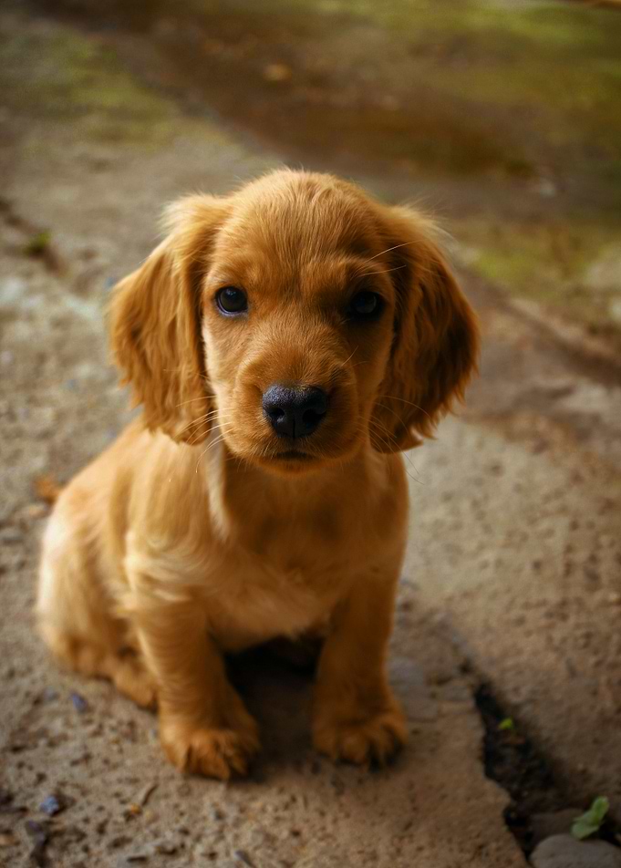 Little Puppy