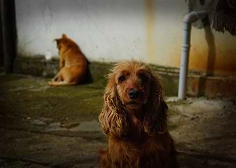 Dogs world