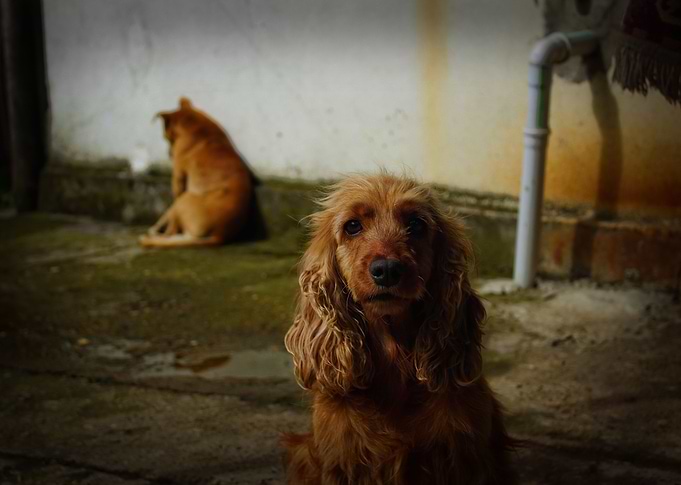Dogs world