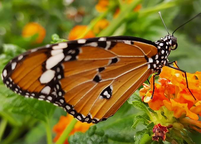 Orange Butterfly 2