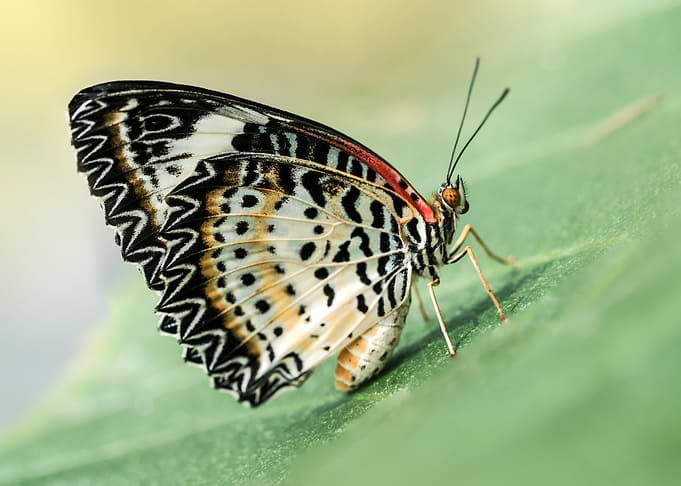 Pretty butterfly resting