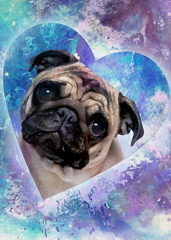 Pug dog
