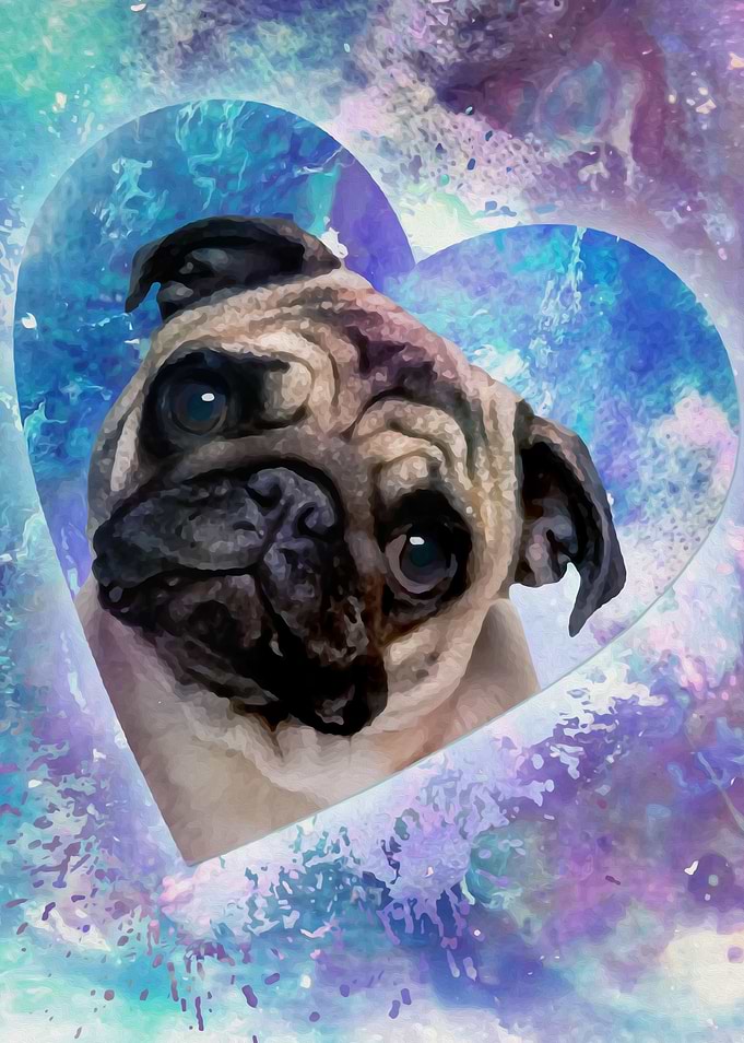Pug dog