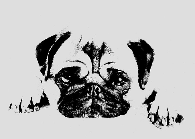 Cute Pug dog