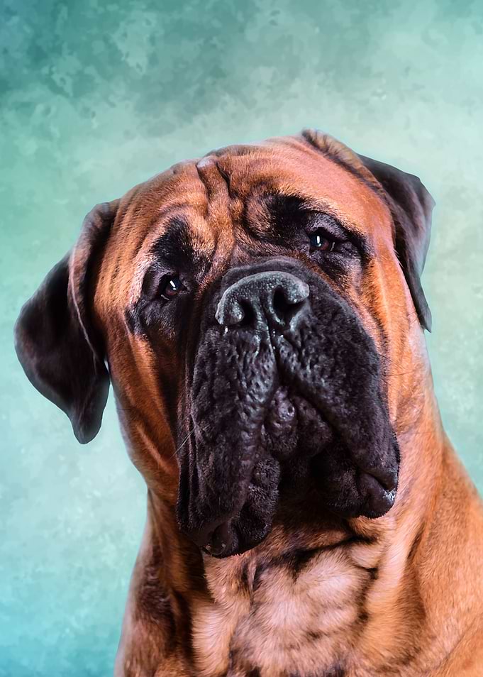 Bullmastiff dog