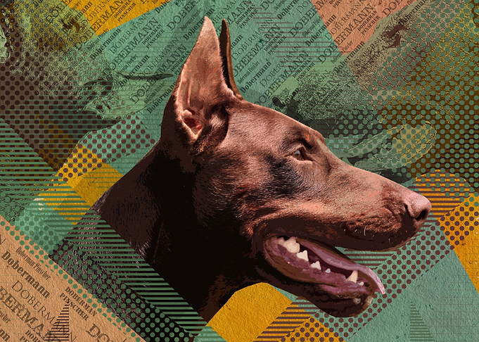 Doberman Pinscher