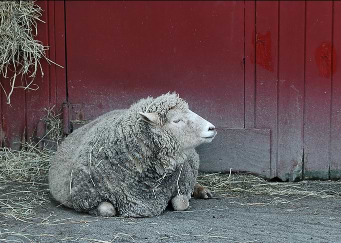 Hangin' at the Baaa-rn