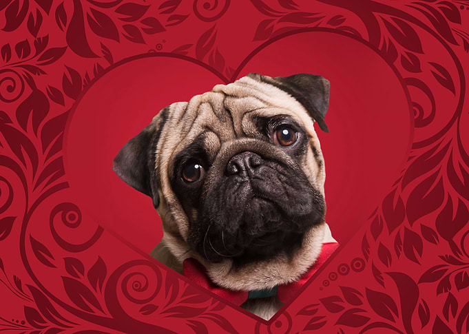 Pug dog
