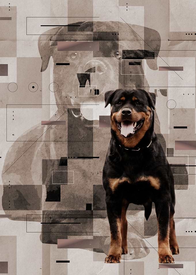 Rottweiler - Metzgerhund