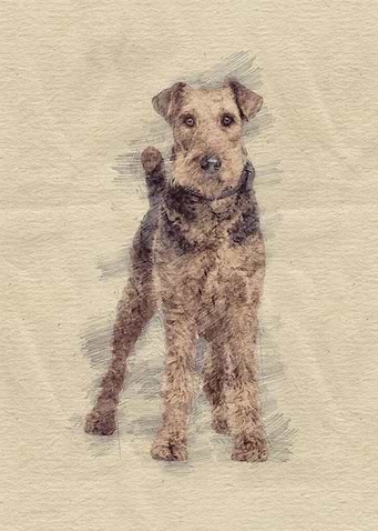 Airedale Terrier sketch