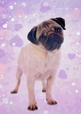 Pug Dog