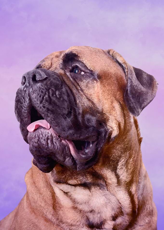 Bullmastiff dog