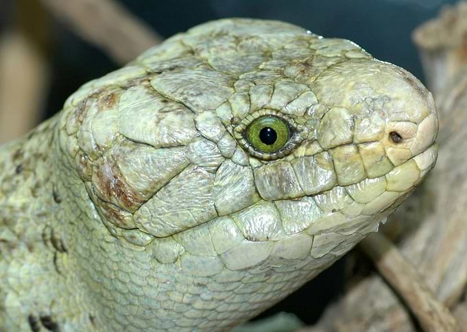 SI Skink