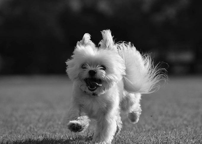 Happy Girl