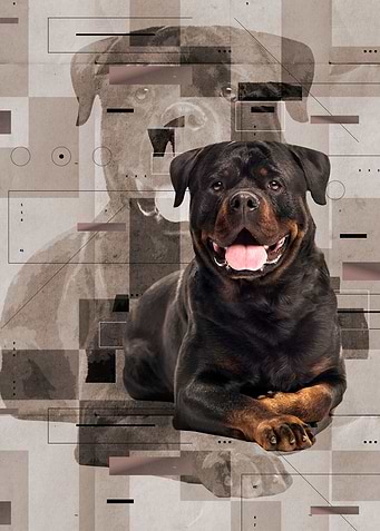 Rottweiler - Metzgerhund