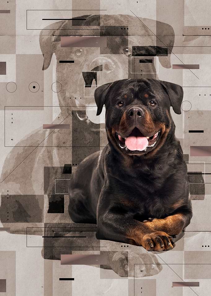 Rottweiler - Metzgerhund
