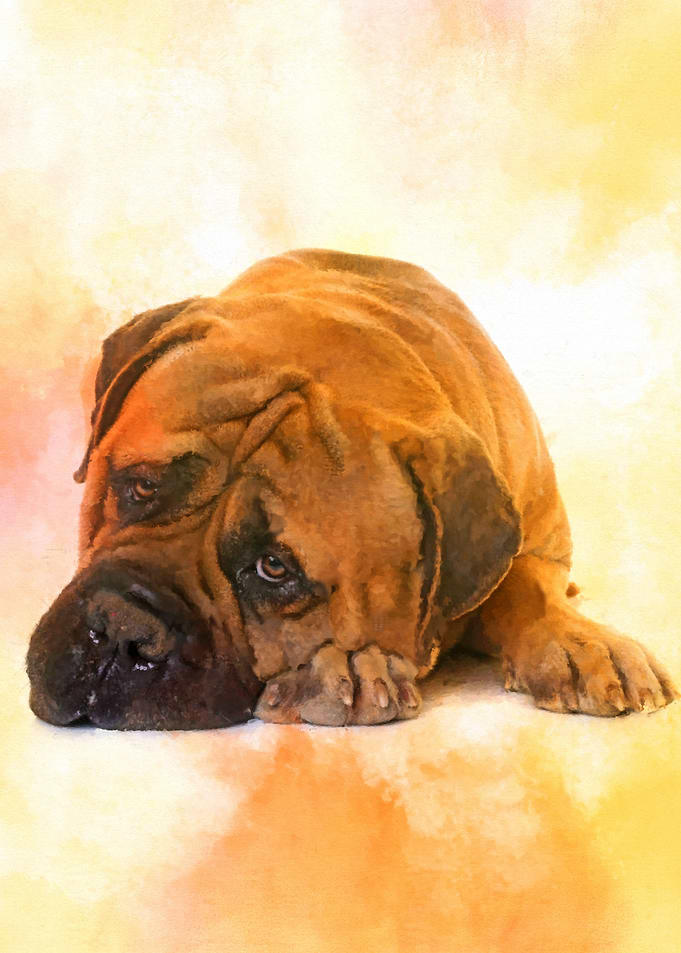 Bullmastiff