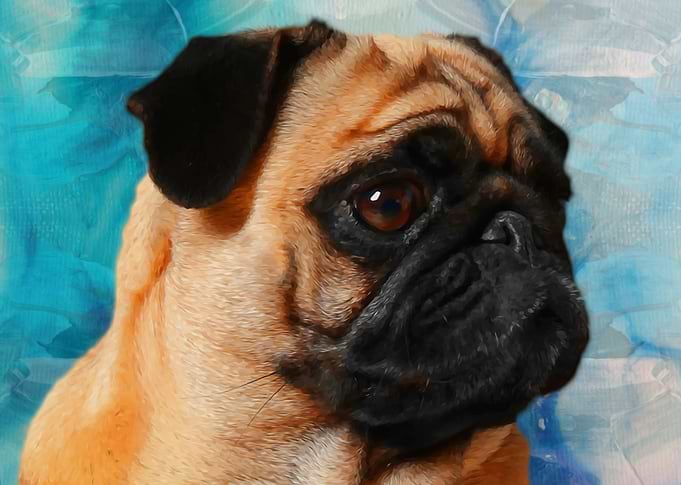 Pug portrait