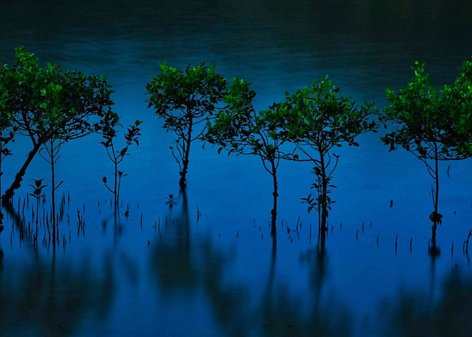 Marshland